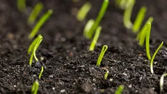 Ecco come coltivare gli aglio da cucina partendo dai semi in una sola stagione